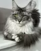 Photo №4. I will sell maine coon in the city of Laredo. private announcement - price - 500$