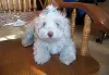 Photo №4. I will sell havanese dog in the city of Les Genevez. private announcement - price - 400$