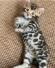 Photo №1. bengal cat - for sale in the city of Jablonec nad Nisou | negotiated | Announcement № 97872