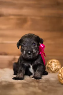 Additional photos: Mittelschnauzer puppies are offered, very beautiful, cute and playful)