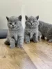 Photo №1. british shorthair - for sale in the city of Оснабрюк | Is free | Announcement № 95888