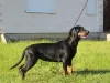 Photo №1. polish hunting dog - for sale in the city of Wilkowice | 591$ | Announcement № 14025