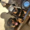 Photo №1. rottweiler - for sale in the city of Hannover | Is free | Announcement № 128429