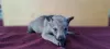 Additional photos: Czechoslovakian Wolfdog puppies