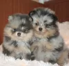 Photo №1. pomeranian - for sale in the city of Kauniainen | Is free | Announcement № 40114