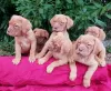 Photo №1. dogue de bordeaux - for sale in the city of Vilnius | 370$ | Announcement № 36077