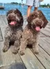 Photo №1. lagotto romagnolo - for sale in the city of Belgrade | negotiated | Announcement № 102987