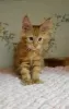 Photo №1. maine coon - for sale in the city of Minsk | 274$ | Announcement № 12823