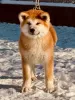 Photo №4. I will sell akita in the city of Валево. breeder - price - negotiated