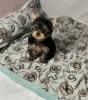 Photo №1. yorkshire terrier - for sale in the city of Roermond | negotiated | Announcement № 102529