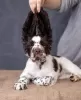 Additional photos: English Springer Spaniel puppy