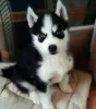 Photo №2 to announcement № 82924 for the sale of siberian husky - buy in Latvia private announcement