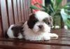 Photo №2 to announcement № 100398 for the sale of shih tzu - buy in United States private announcement