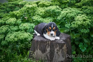 Photo №3. Great puppies from champion parents. Russian Federation