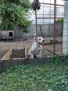 Photo №2 to announcement № 7133 for the sale of central asian shepherd dog - buy in Russian Federation breeder