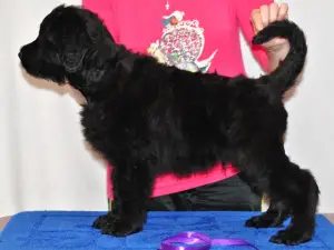 Additional photos: Puppies for sale Russian Black Terrier.