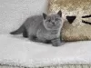 Photo №1. british shorthair - for sale in the city of Антверпен | negotiated | Announcement № 62167