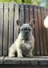 Additional photos: French Bulldog