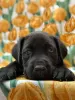 Additional photos: Cane Corso great bloodline champion puppies pedigree FCI