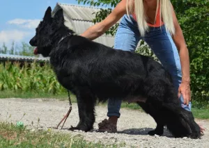 Additional photos: male black long-haired, KSU, 1.5 months