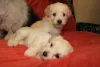 Additional photos: Havanese puppies