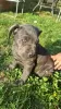 Additional photos: CANE CORSO beautiful puppies