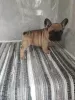 Additional photos: French Bulldog puppies