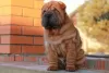 Additional photos: Shar Pei puppies