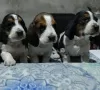 Photo №2 to announcement № 127257 for the sale of basset hound - buy in Germany private announcement