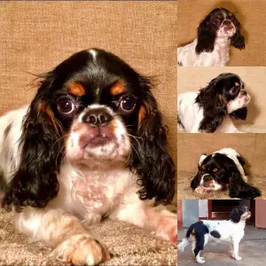 Photo №3. King Charles Spaniel tricolor girl from titled manufacturers. Excellent. Russian Federation