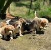 Photo №1. beagle - for sale in the city of Degerby | Is free | Announcement № 131268