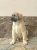 Additional photos: Turkish Kangal puppies