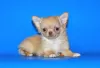 Photo №3. Very beautiful, breed boy Chihuahua of exclusive color.. Russian Federation