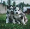 Photo №2 to announcement № 130444 for the sale of siberian husky - buy in Germany 