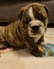 Additional photos: English bulldog boy