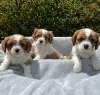 Photo №2 to announcement № 38244 for the sale of cavalier king charles spaniel - buy in Germany private announcement