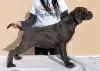 Additional photos: Cane Corso puppies