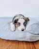 Photo №1. australian shepherd - for sale in the city of Сарагоса | 300$ | Announcement № 109672