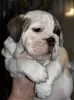 Additional photos: English bulldog