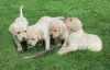 Photo №1. golden retriever - for sale in the city of Geretsried | negotiated | Announcement № 100172