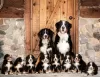 Photo №1. bernese mountain dog - for sale in the city of Leipzig | 141$ | Announcement № 129360