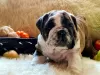 Additional photos: English bulldog babies