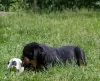 Additional photos: Rottweiler puppy - Viana Tanarotti