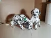 Photo №4. I will sell dalmatian dog in the city of Vilnius.  - price - 317$