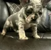 Photo №1. french bulldog - for sale in the city of Charjah | 528$ | Announcement № 13805