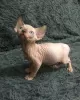 Additional photos: Canadian Sphynx kittens