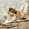 Photo №2 to announcement № 130322 for the sale of rough collie - buy in Israel breeder