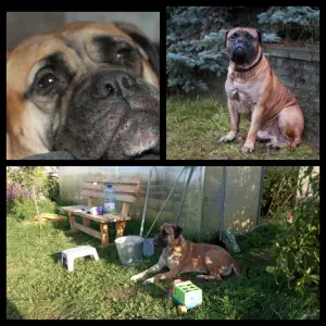 Additional photos: Bullmastiff puppies