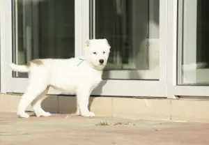 Photo №2 to announcement № 3614 for the sale of central asian shepherd dog - buy in Russian Federation from nursery, breeder