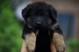 Photo №1. german shepherd - for sale in the city of Kiev | 300$ | Announcement № 6527